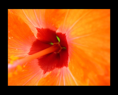 Hibiscus (Pentágono)