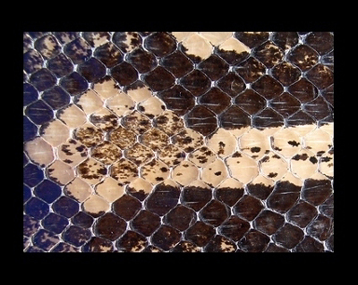 Piel de serpiente (Mosaico)